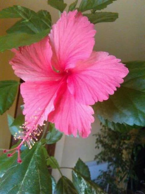Surinam - Flowers