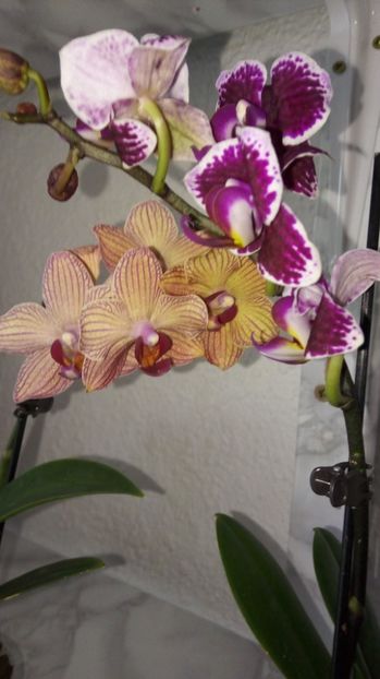  - x Orhidee