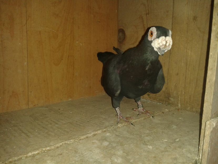  - PORUMBEI PASIUNE PERFECTIUNE PERSPECTIVE