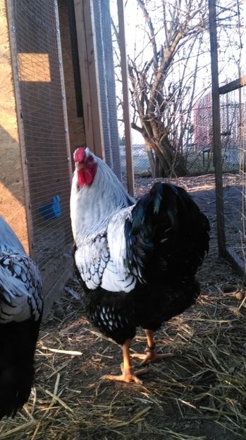  - WYANDOTTE ARGINTIU