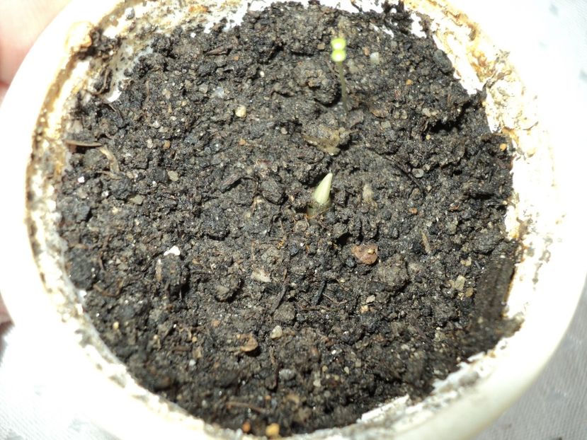 17 febr.2017 - STRELITZIA REGINAE