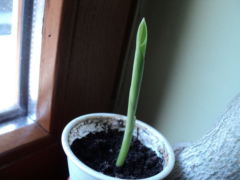 4 mart 2017 - STRELITZIA REGINAE