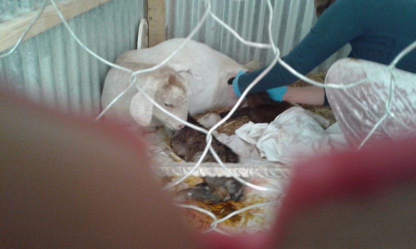 pamela - inceputul fermei mele 1