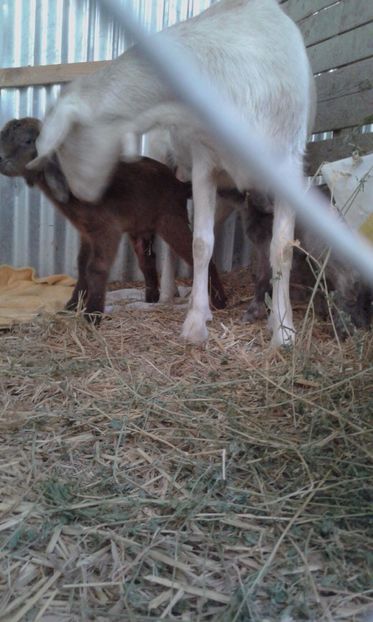 noi membrii în familie - inceputul fermei mele 1