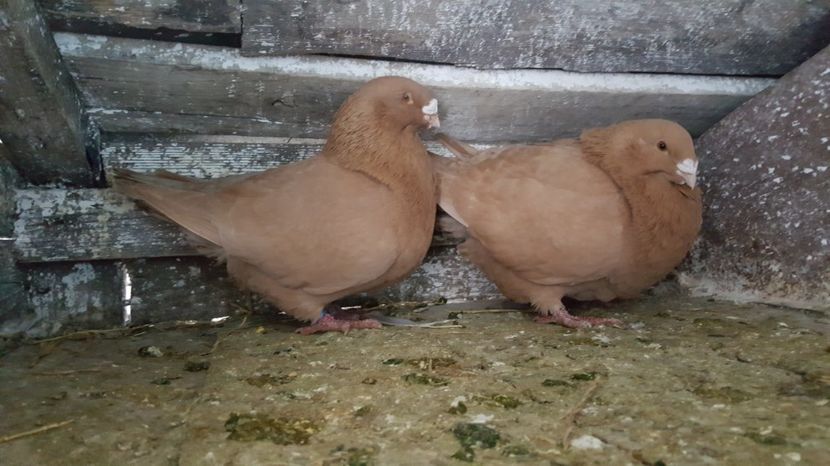 M 2016, F 2015 - American Giant Homer