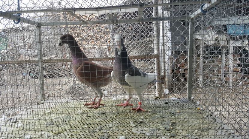  - Germani de frumusete