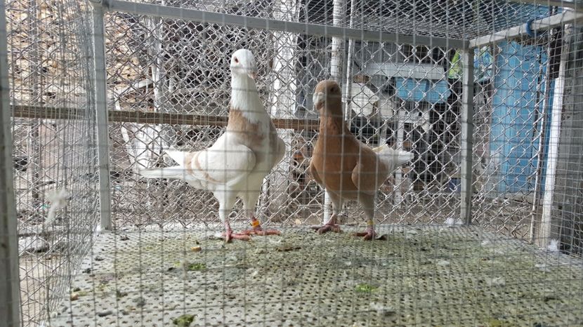 Pereche 2016 - Germani de frumusete