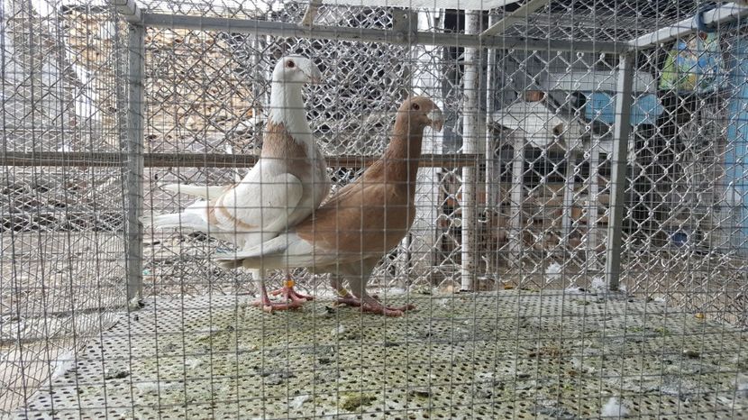  - Germani de frumusete