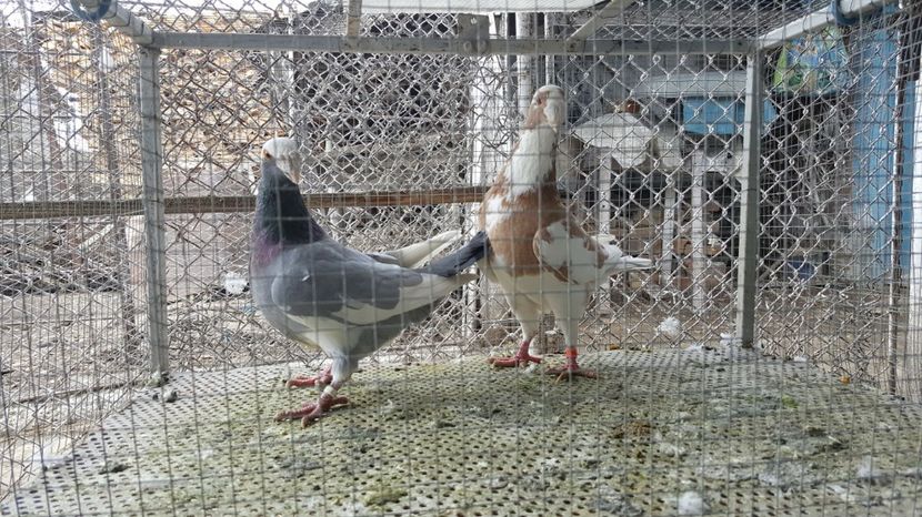  - Germani de frumusete