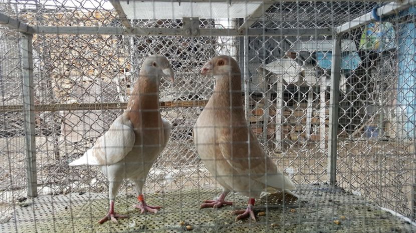 M 2016 , F 2016 - Voiajori ornament stil vechi