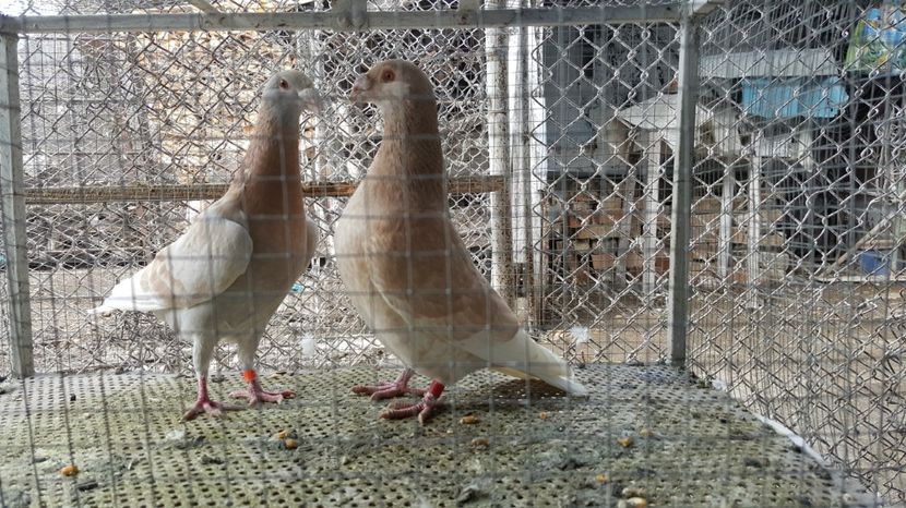  - Voiajori ornament stil vechi