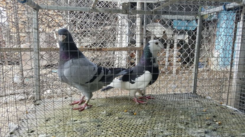 M 2015, F 2015 - Voiajori ornament stil vechi