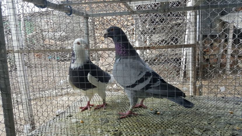  - Voiajori ornament stil vechi