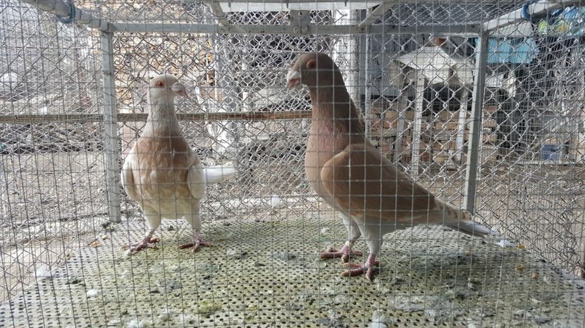 M 2015 , F 2015 - Voiajori ornament stil vechi