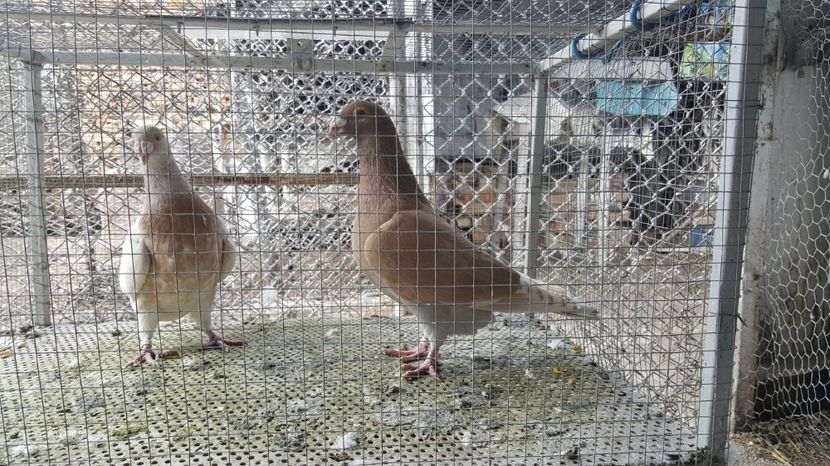 Perechea 4 - Voiajori ornament stil vechi