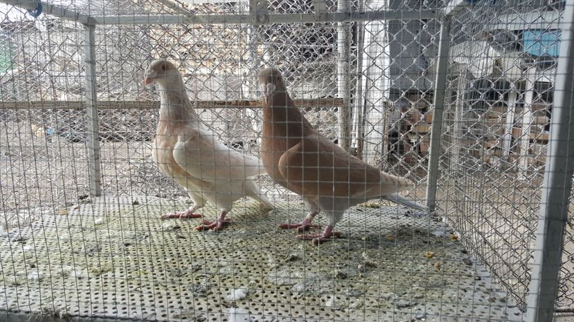  - Voiajori ornament stil vechi