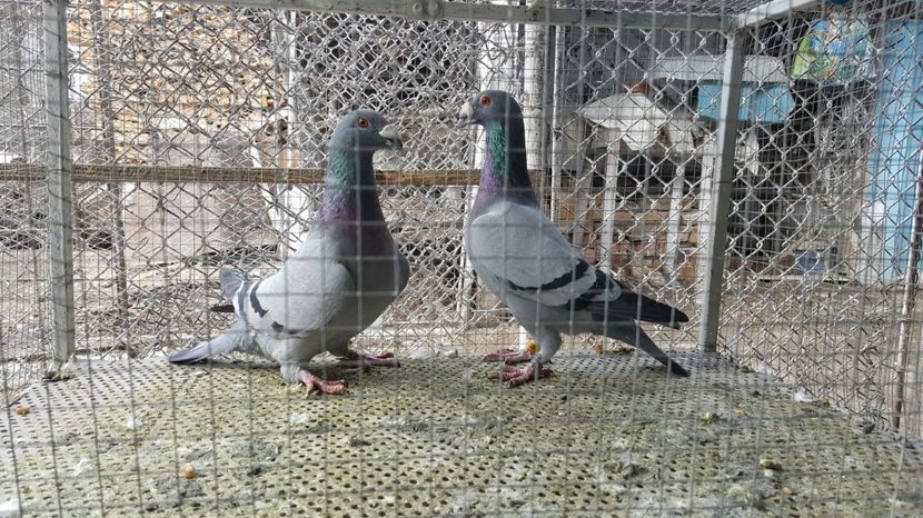  - Voiajori ornament stil vechi