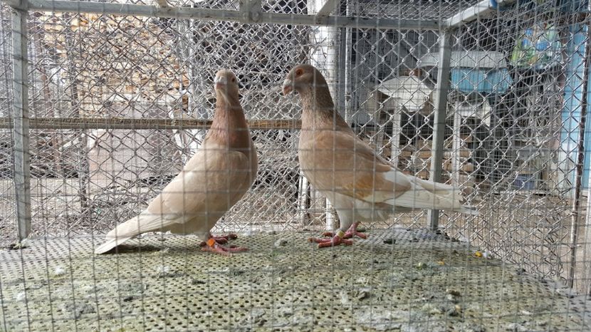  - Voiajori ornament stil vechi