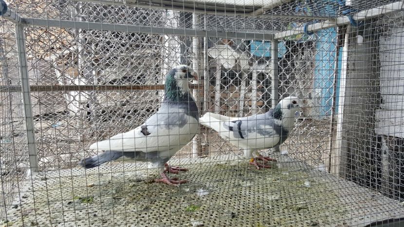  - Voiajori ornament stil vechi