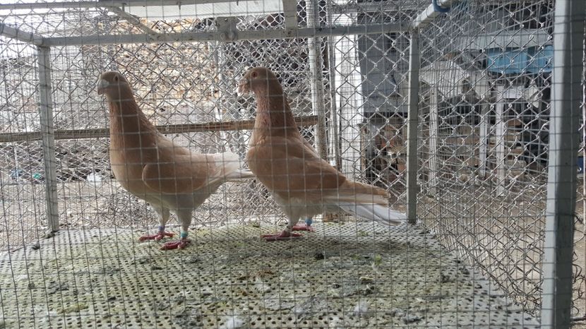 M 2015 , F 2015 - Voiajori ornament stil vechi