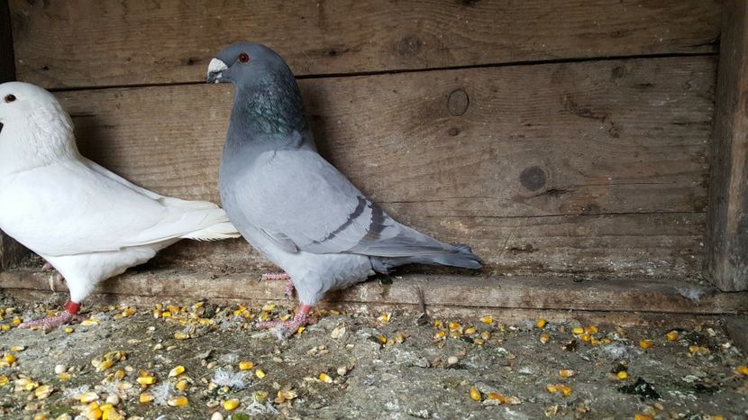  - American Show Racer