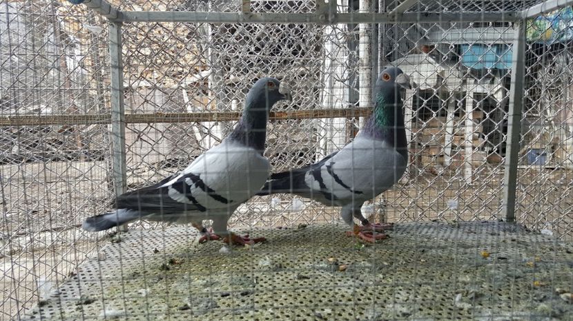 Perechea 1 - Voiajori italieni de frumusete