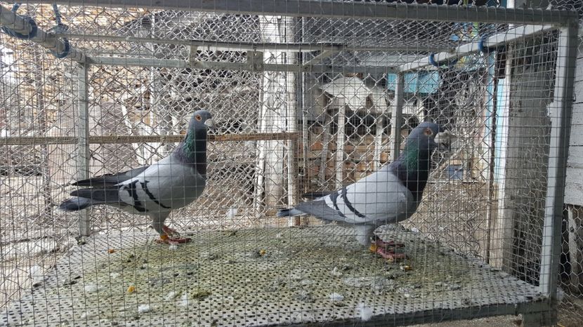  - Voiajori italieni de frumusete