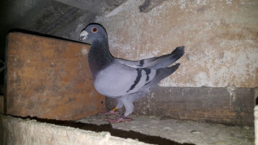  - Voiajori italieni de frumusete