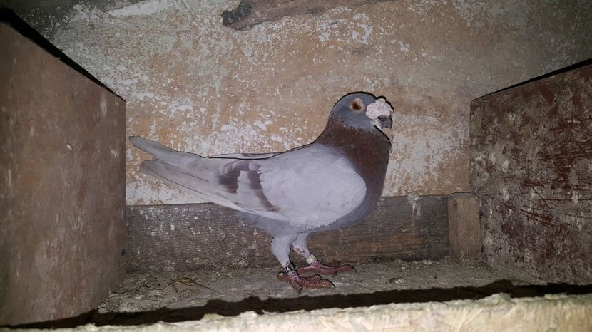 M 2016 - Voiajori italieni de frumusete