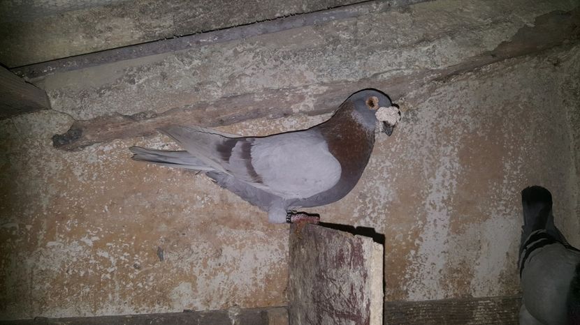  - Voiajori italieni de frumusete