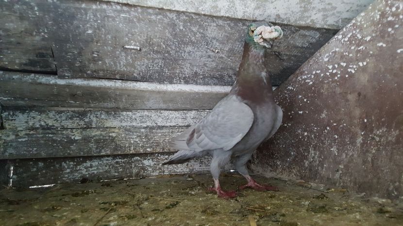 M 2015 - Voiajori italieni de frumusete