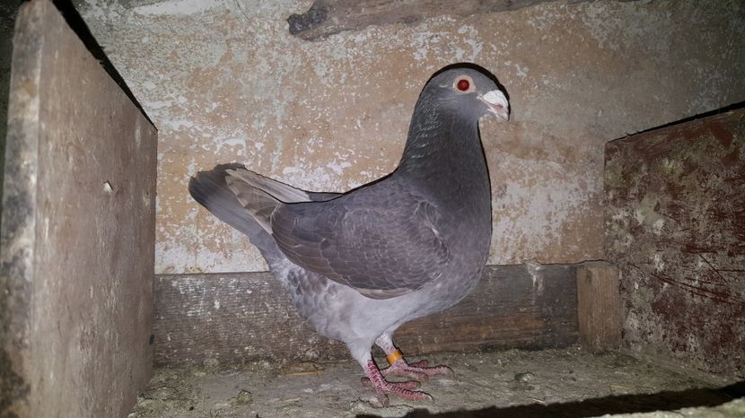 F 2016 - Voiajori ornament stil vechi