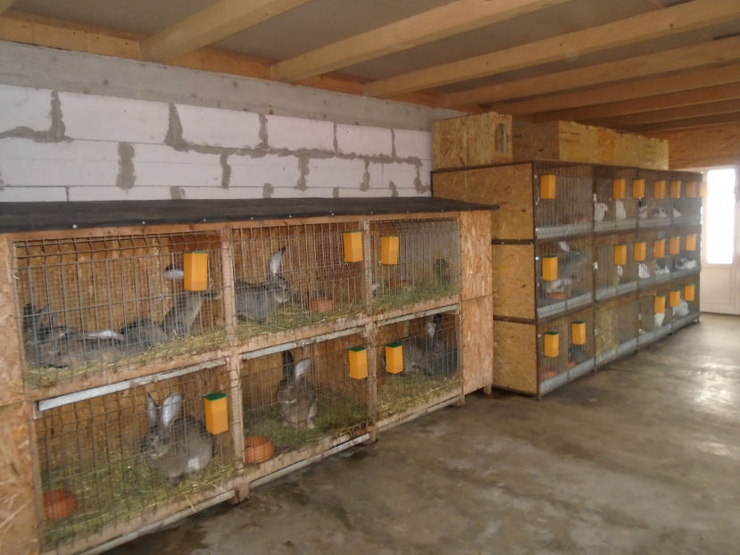  - 0-CUSTI si ADAPOSTUL