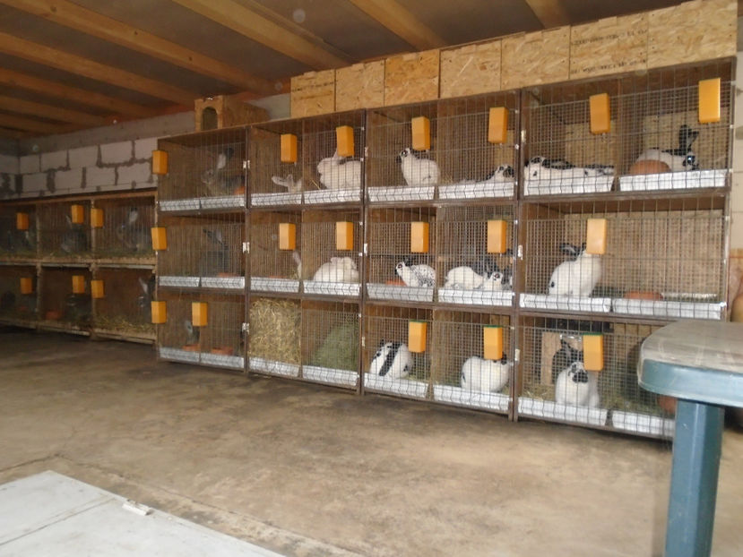  - 0-CUSTI si ADAPOSTUL