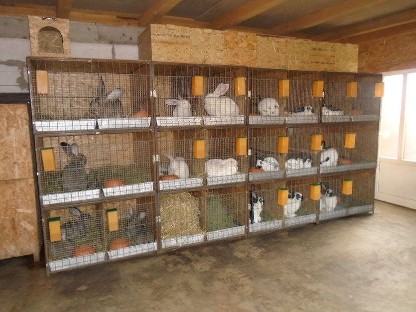  - 0-CUSTI si ADAPOSTUL