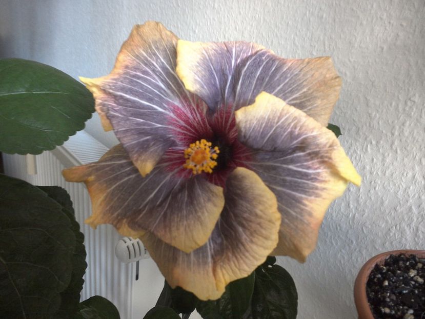 Ziua 5 si inca rezist :) - Black Rainbow