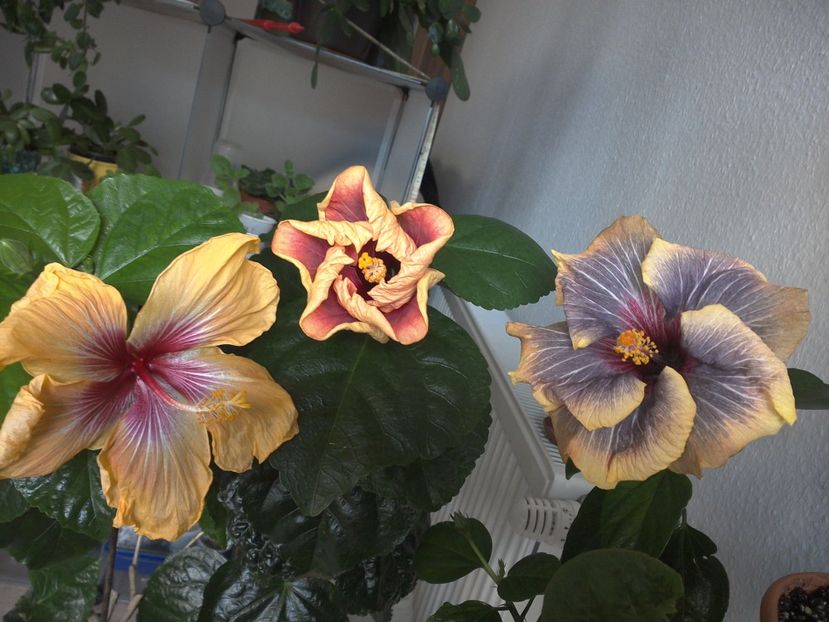 WIN_20170305_101852 - 02Hibiscus