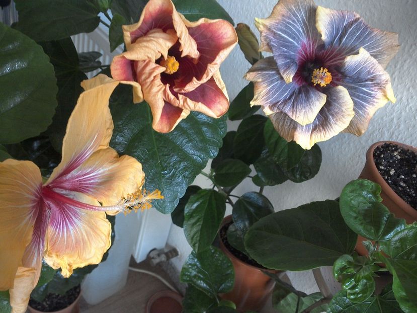 WIN_20170305_102015 - 02Hibiscus
