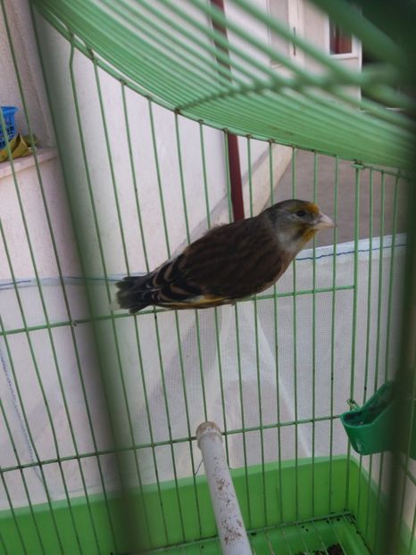  - bastard sticlete 2016