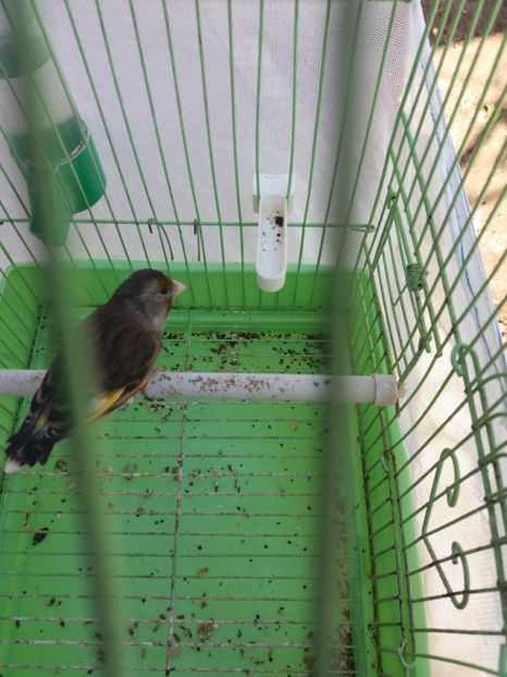  - bastard sticlete 2016