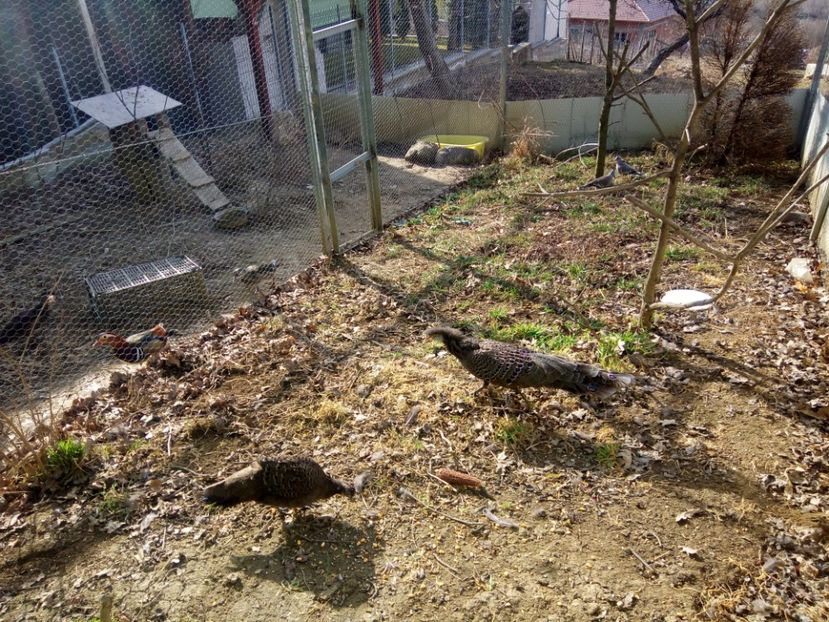 Au iesit cu bine din iarna - Fazan paun gri