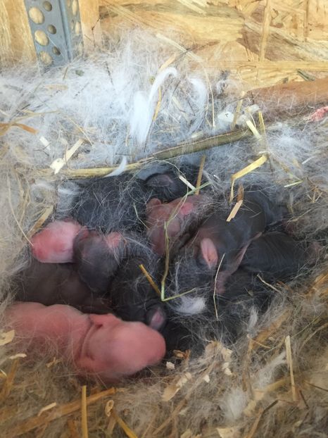 image - Cuib 3 din 4 Mar 2017