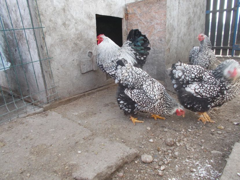  - Wyandotte argintiu talie mare