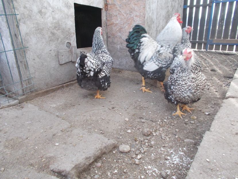  - Wyandotte argintiu talie mare