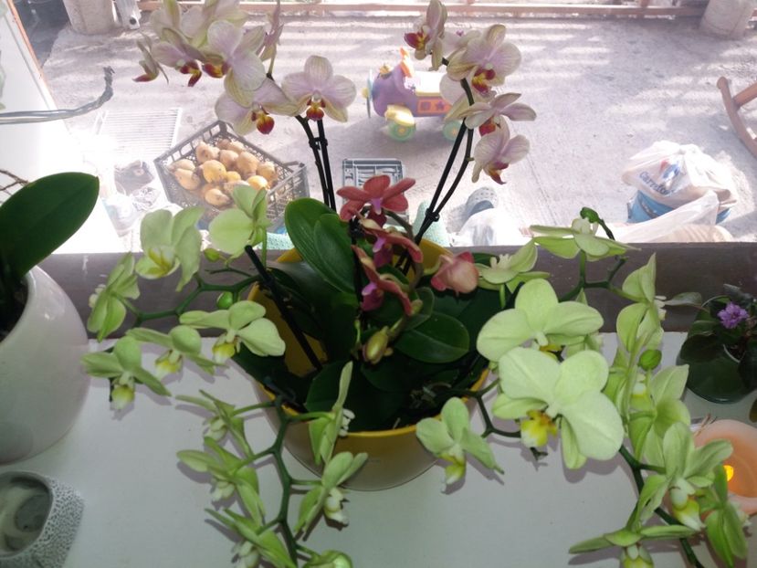  - Orhidee