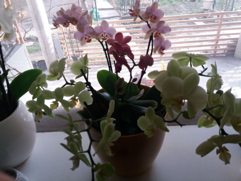  - Orhidee
