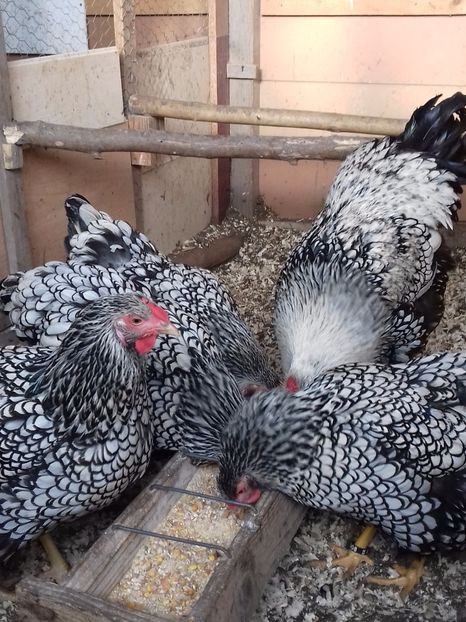  - WYANDOTTE ARGINTIU 2016-2017