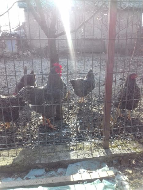  - PLYMOUTH ROCK-BARAT 2016-2017