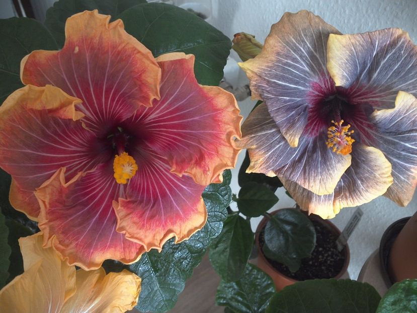 WIN_20170305_112128 - 02Hibiscus
