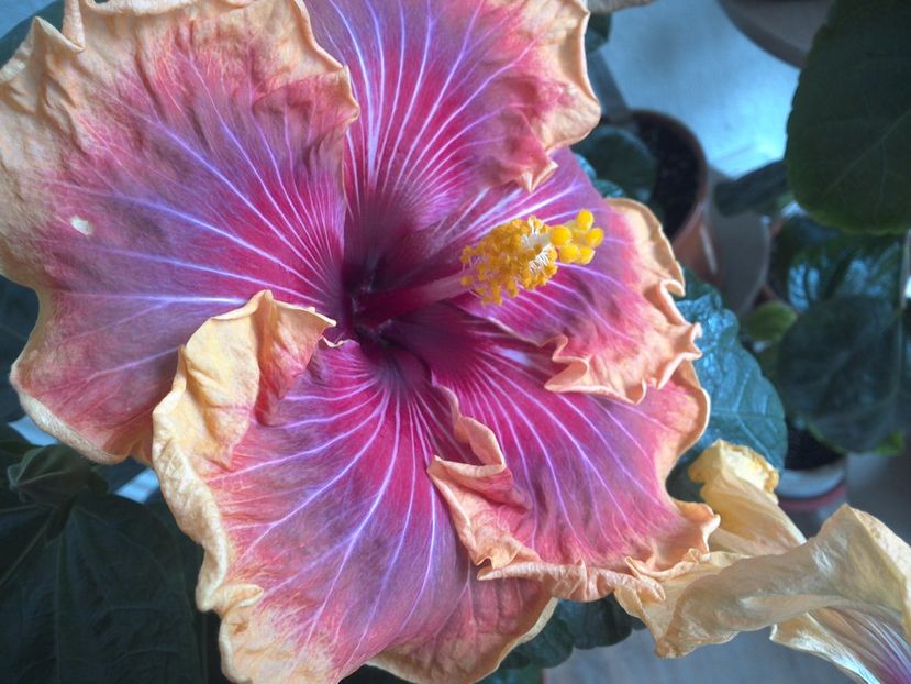 WIN_20170305_112137 - 02Hibiscus